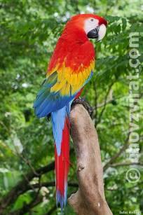 Ara Arakanga-papoušek
