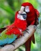 ara zelenokridly-papoušek