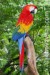 Ara Arakanga-papoušek