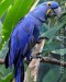 ara hyacintovy-papoušek